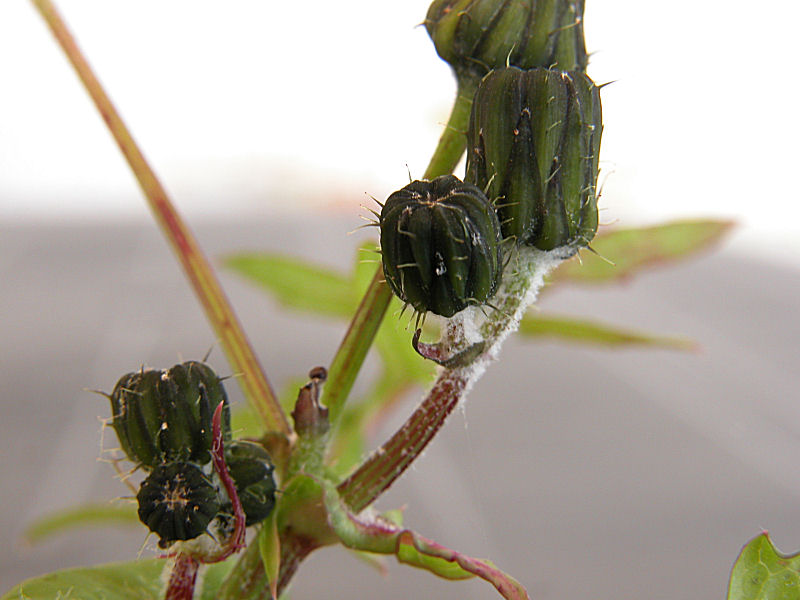 prime macro digitali